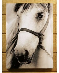 DECORACION CABALLOSPARA PARED