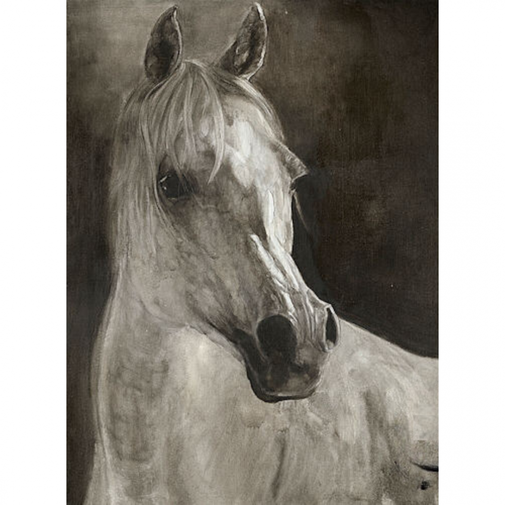 CUADRO 36 X 48 CABALLO ARABE BLANCO