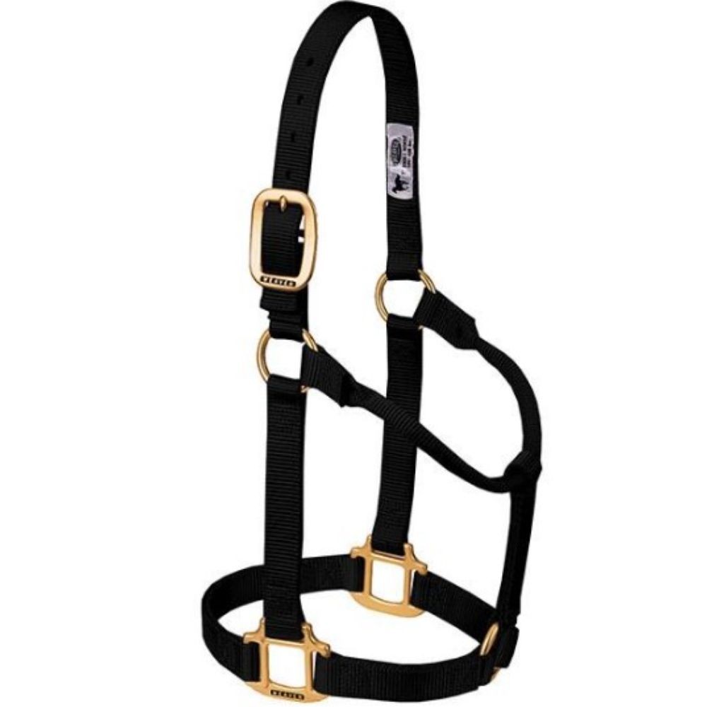 JAQUIMON ORIGINAL YEARLING NEGRO
