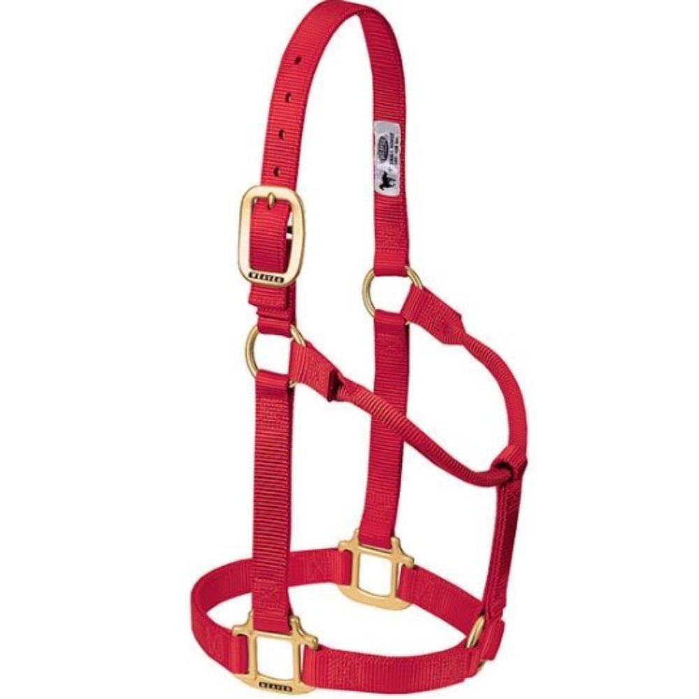 JAQUIMON ORIGINAL WEANLING ROJO