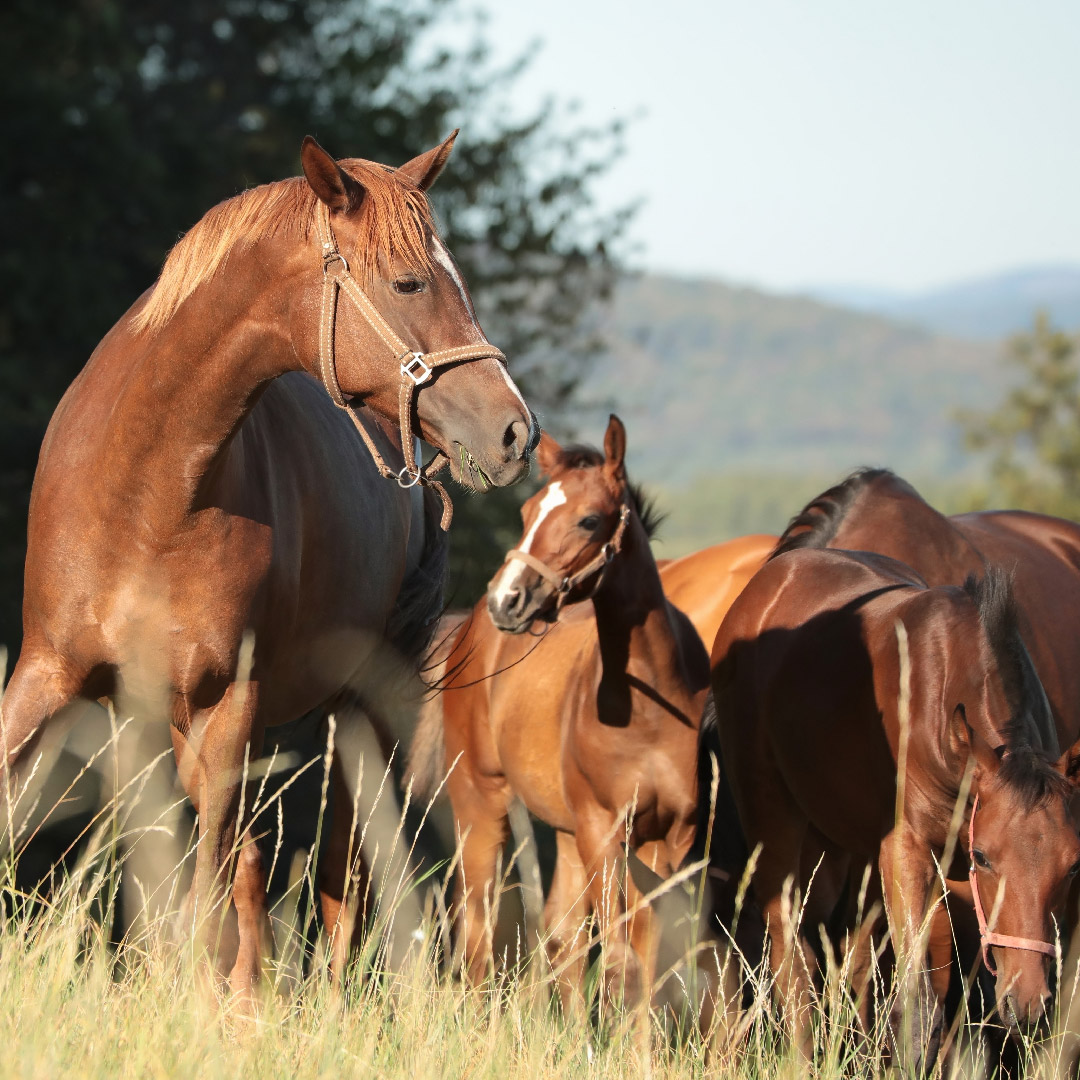 Sobre Nosotros Sobre Nosotros
